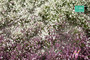 Blossom Tufts (Early Fall) varhainen syksy 1/45