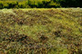 Low Bushes Autumn 18 X 28cm