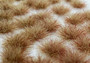 Two Colored Grass Tufts Early Autumn