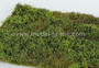 Wild Area with Bushes Spring 18 X 28cm