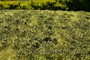 Low Bushes - Late Summer Minipack