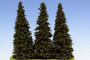 Spruce (kuusi) Korkeus 140-160mm
