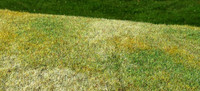 Cut Meadow Late Summer