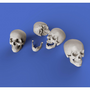 Human Skulls  1/35