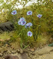 Cornflower (Ruiskaunokki)  1/35