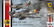 Wilde Sau Episode Two: Saudämmerung (Limited Edition)  1/48