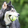 Air Kong Squeaker Tennis Ball