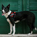 Julius-K9® IDC® Power koiran valjaat, Punainen alkaen 21.90€