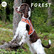 FOREST Koiran huomioliivi, oranssi-musta