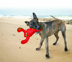 KONG Belly Flops Lobster