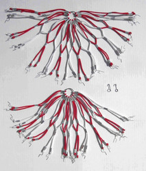 DRESS GUARD RED/WHITE