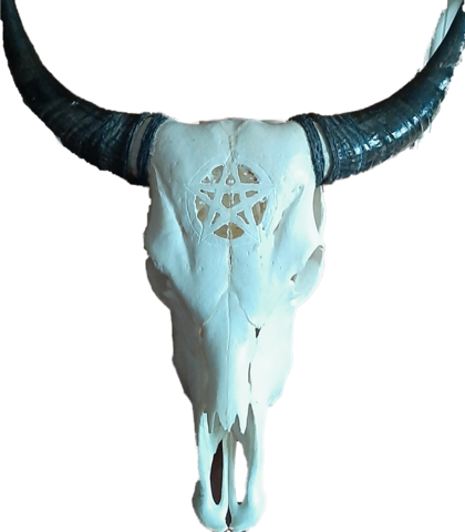 Lehmän kallo , pentagram