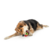 Planet Dog Orbee Tuff Mansikka