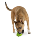 Planet Dog Orbee Tuff Artisokka