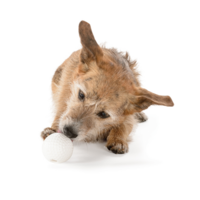 Planet Dog Orbee Tuff Golf