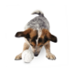 Planet Dog Orbee Tuff Snowball