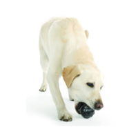 Planet Dog Orbee Tuff Coal