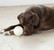Planet Dog Orbee Tuff Luna