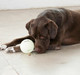 Planet Dog Orbee Tuff Luna