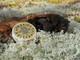 Rönnin koirasalva 25 ml