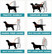 Wilderdog Köysitalutin - Islander heijastava