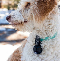 Wilderdog Backcountry Bell