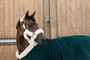 Kentucky Show Rug, tummanvihreä, koot 140 & 155cm
