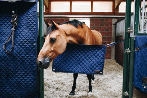 Kentucky Stable Guard ovivahti, navy