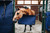 Kentucky Stable Guard ovivahti, navy