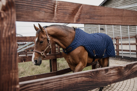 Kentucky Walker rug, navy