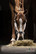 Equiline Timmy riimu