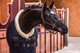 Kentucky Show Rug, navy, 145cm ja 160cm