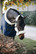 Kentucky Sheepskin Shipping Halter karvariimu, väri natural