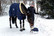 Kentucky Dog Coat, navy