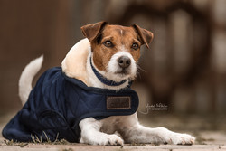 Kentucky Dog Coat, navy