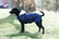 Kentucky Dog Coat, navy