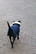 Kentucky Dog Coat, navy