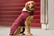 Kentucky Dog Coat, viininpunainen, koot 31cm ja 71cm
