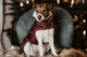 Kentucky Dog Coat, viininpunainen
