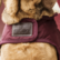 Kentucky Dog Coat, viininpunainen, koot 31cm ja 71cm