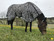 Horse Comfort hyönteisloimi vatsaläpällä