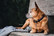 Kentucky koiran kaulapanta, navy, 42cm