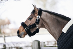 Kentucky Sheepskin Shipping Halter karvariimu, musta