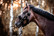 Kentucky Sheepskin Shipping Halter karvariimu, musta