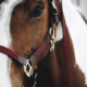 Kentucky Plaited Nylon riimu, viininpunainen