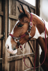 Kentucky Plaited Nylon riimu, viininpunainen
