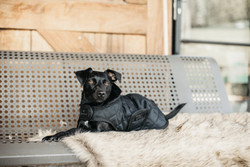 Kentucky Dog Coat, black, 31cm & 46cm