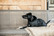 Kentucky Dog Coat, black, 31cm & 46cm