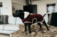 Kentucky Dog Coat Heavy Fleece, viininpunainen, 25cm