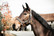 Kentucky Plaited Nylon riimu, harmaa